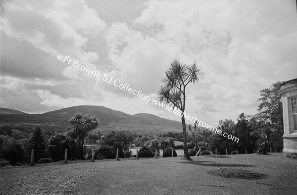 ICA DRACINIA CABBAGE PALMS